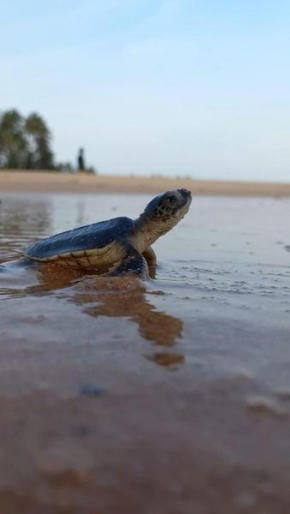 Turtle Watch Cabana